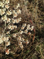 Eriogonum annuum
