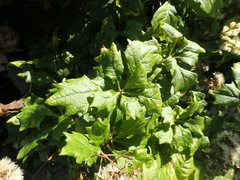 Gymnanthemum capense