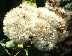 Gymnanthemum capense