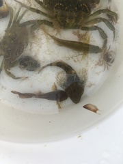 Taurulus bubalis