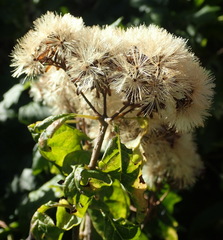 Gymnanthemum capense