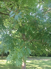 Fraxinus excelsior
