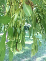 Fraxinus excelsior