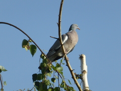 Columba palumbus
