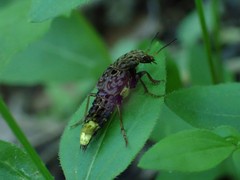 Ontholestes cingulatus