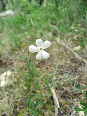 Dianthus marschallii