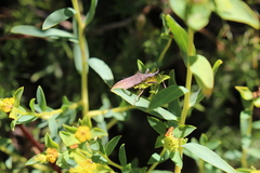 Dicranocephalus albipes