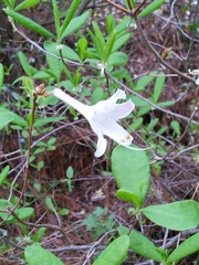 Rhododendron atlanticum