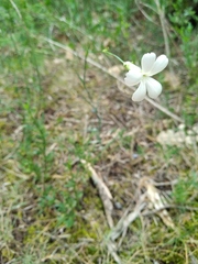Dianthus marschallii