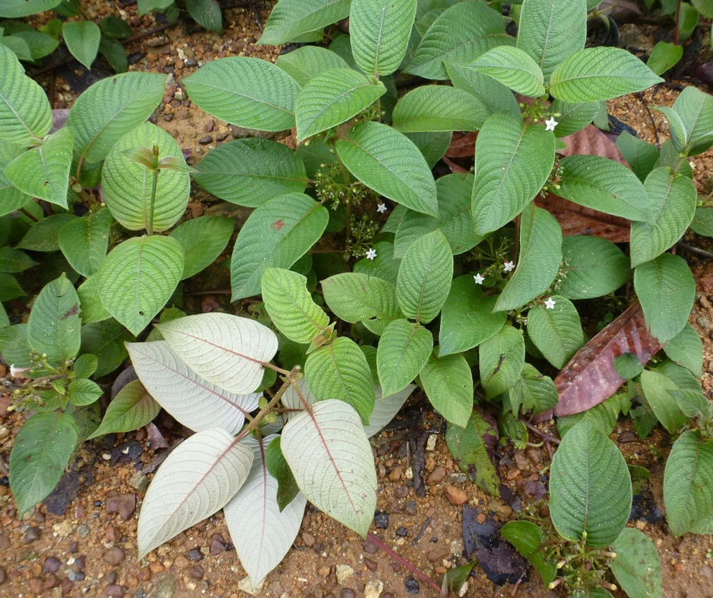 Sabicea discolor