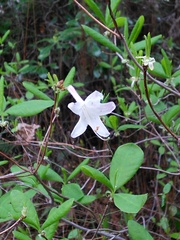 Rhododendron atlanticum