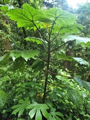 Neomirandea angularis