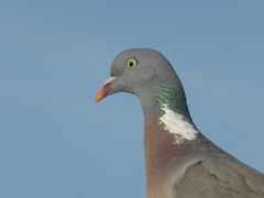 Columba palumbus