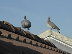 Columba palumbus