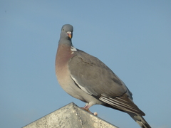 Columba palumbus