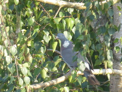 Columba palumbus
