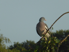 Columba palumbus