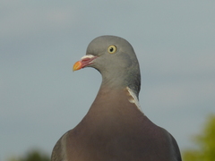 Columba palumbus