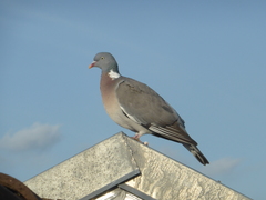 Columba palumbus