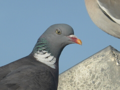 Columba palumbus
