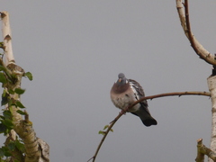 Columba palumbus