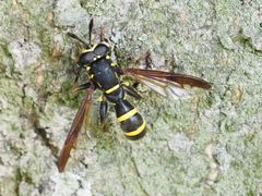 Sphiximorpha subsessilis