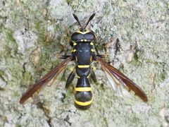 Sphiximorpha subsessilis