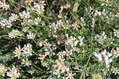 Rhynocoris erythropus