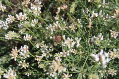 Rhynocoris erythropus