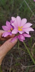 Sabatia gentianoides