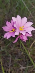 Sabatia gentianoides