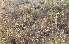 Agoseris apargioides