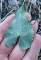 Dioscorea mundii