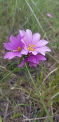 Sabatia gentianoides