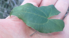Dioscorea mundii