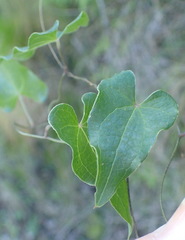 Dioscorea mundii