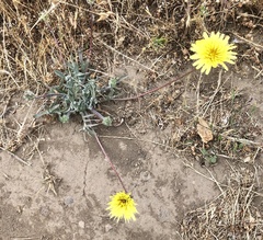 Agoseris apargioides