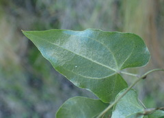 Dioscorea mundii