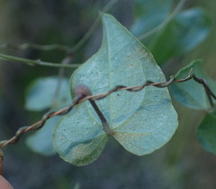 Dioscorea mundii