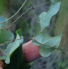 Dioscorea mundii