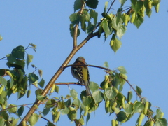 Fringilla coelebs