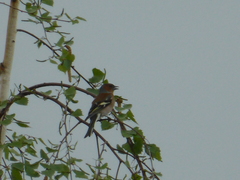 Fringilla coelebs
