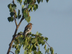 Fringilla coelebs