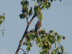 Fringilla coelebs