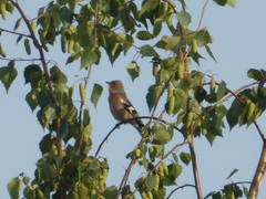 Fringilla coelebs