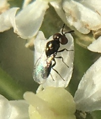 Macroglenes