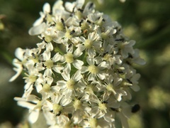 Macroglenes