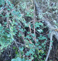 Dioscorea mundii