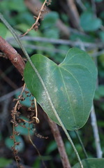 Dioscorea mundii