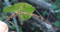 Dioscorea mundii